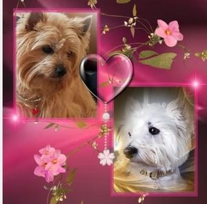 Meet your Posher, Sherrie